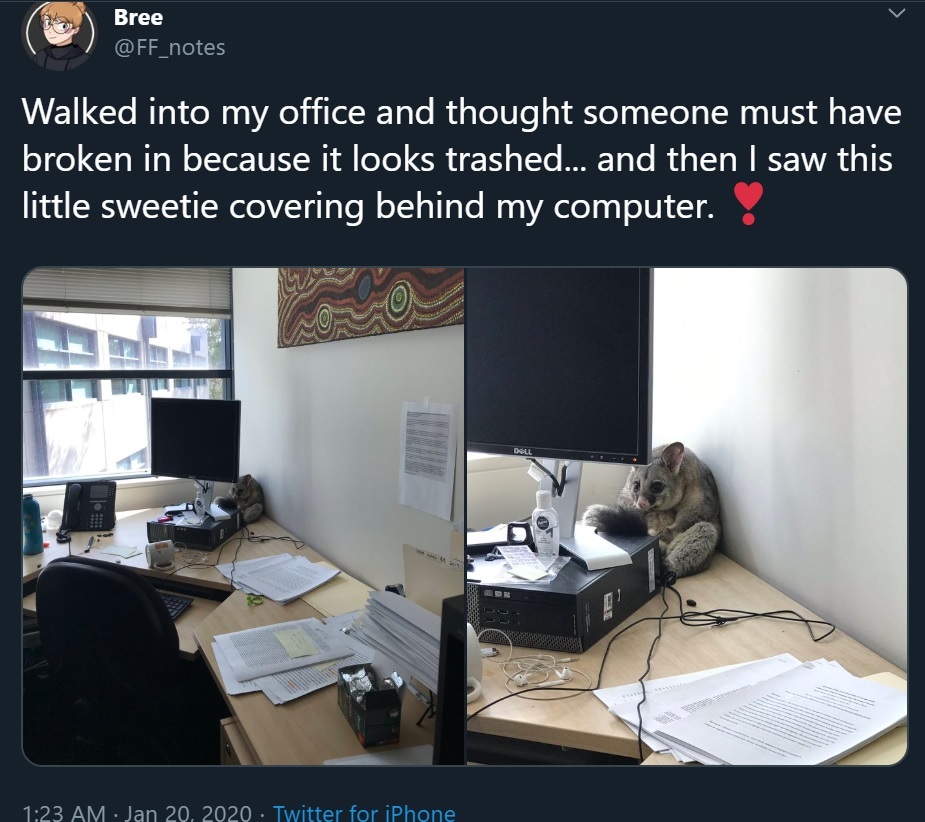 Unlucky Burglar - Possum, Australia, Twitter, Milota, Office, Longpost