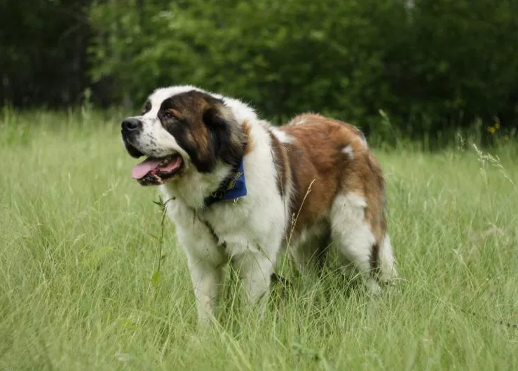 Moscow guard dog - what kind of breed is it? - My, Dog, Animals, Family, Pets, Puppies, Interesting, Longpost