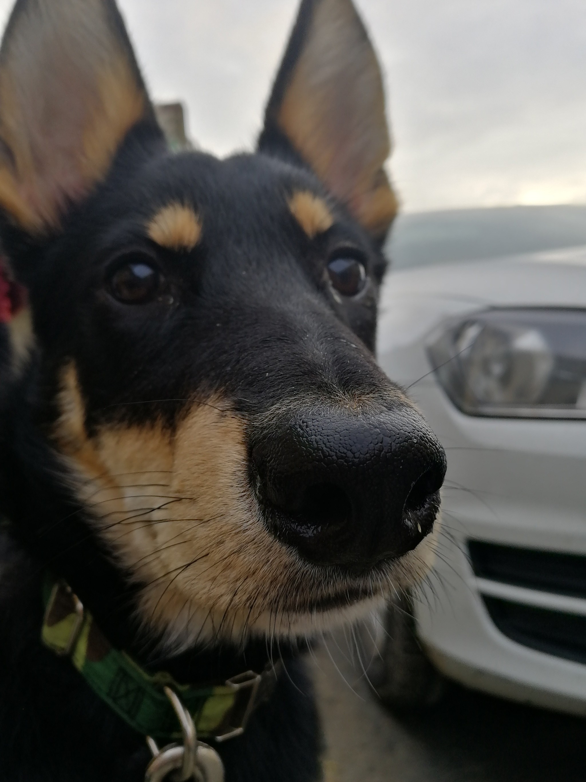 Dog pulling on leash - My, Dog, Training, Puppies