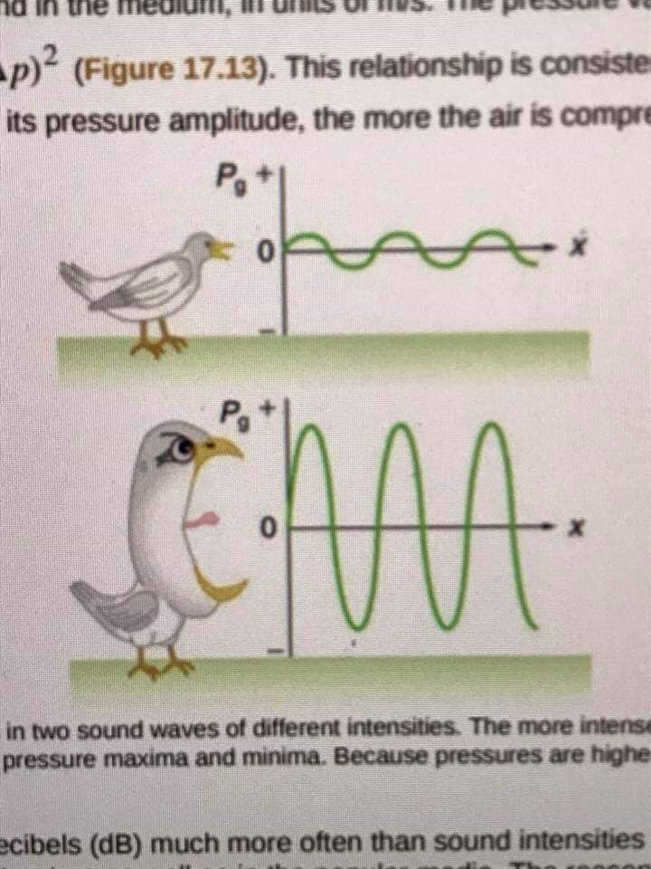 Quiet and loud birds - Humor, Textbook, Images