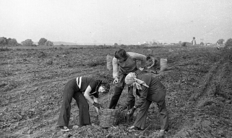 To the potatoes! - the USSR, Collective farm, Video, Longpost