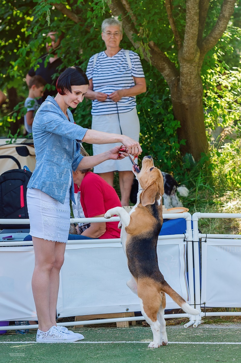 Another series of reportage photos from dog shows held in the South of Russia - enjoy viewing and good mood)) - My, Dog, Dogs and people, Dog show, Dog lovers, Dog days, Animalistics, Longpost