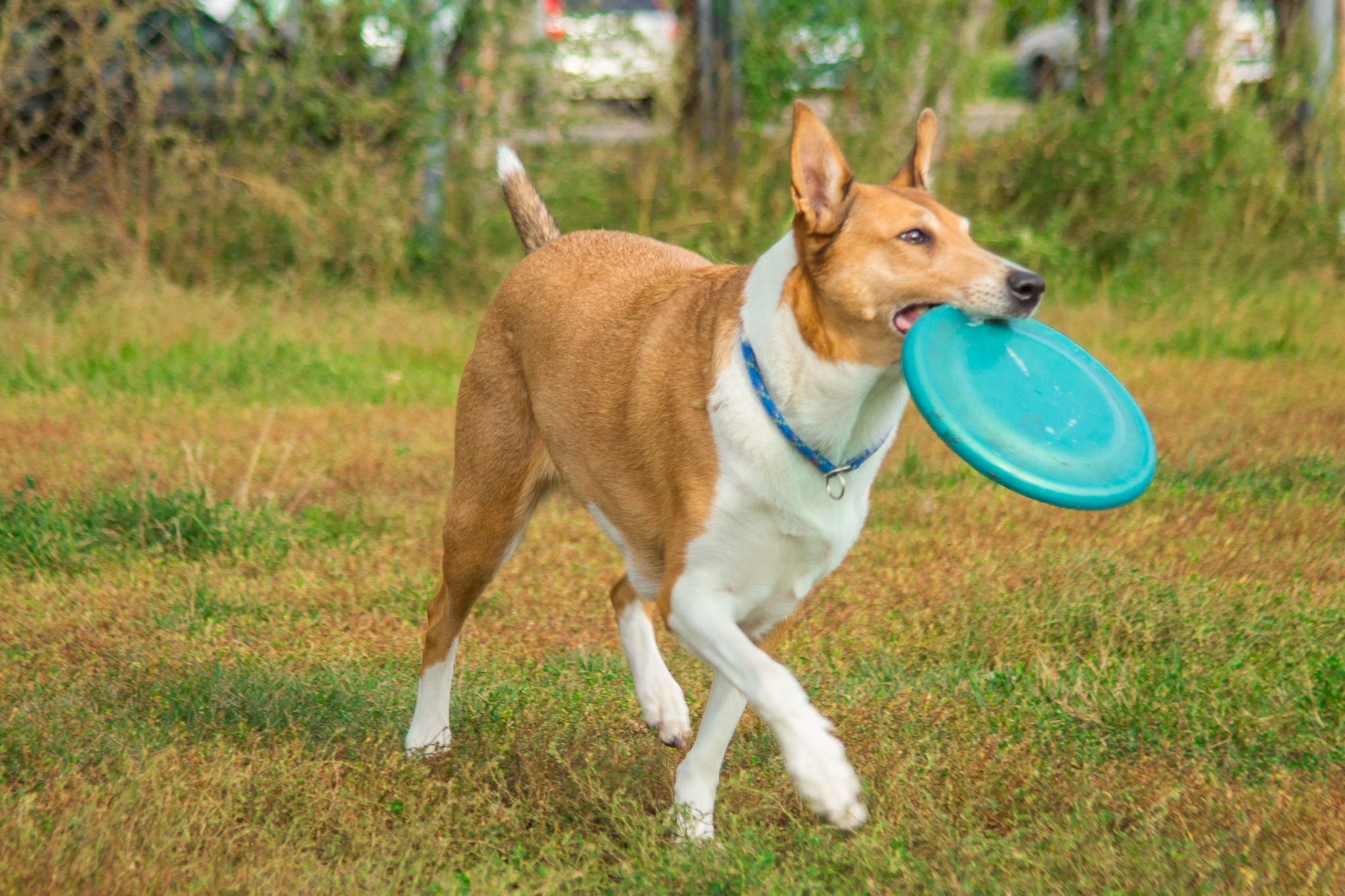 My dogs are Doberman and Collie - My, Doberman, Collie, Longpost, Dog