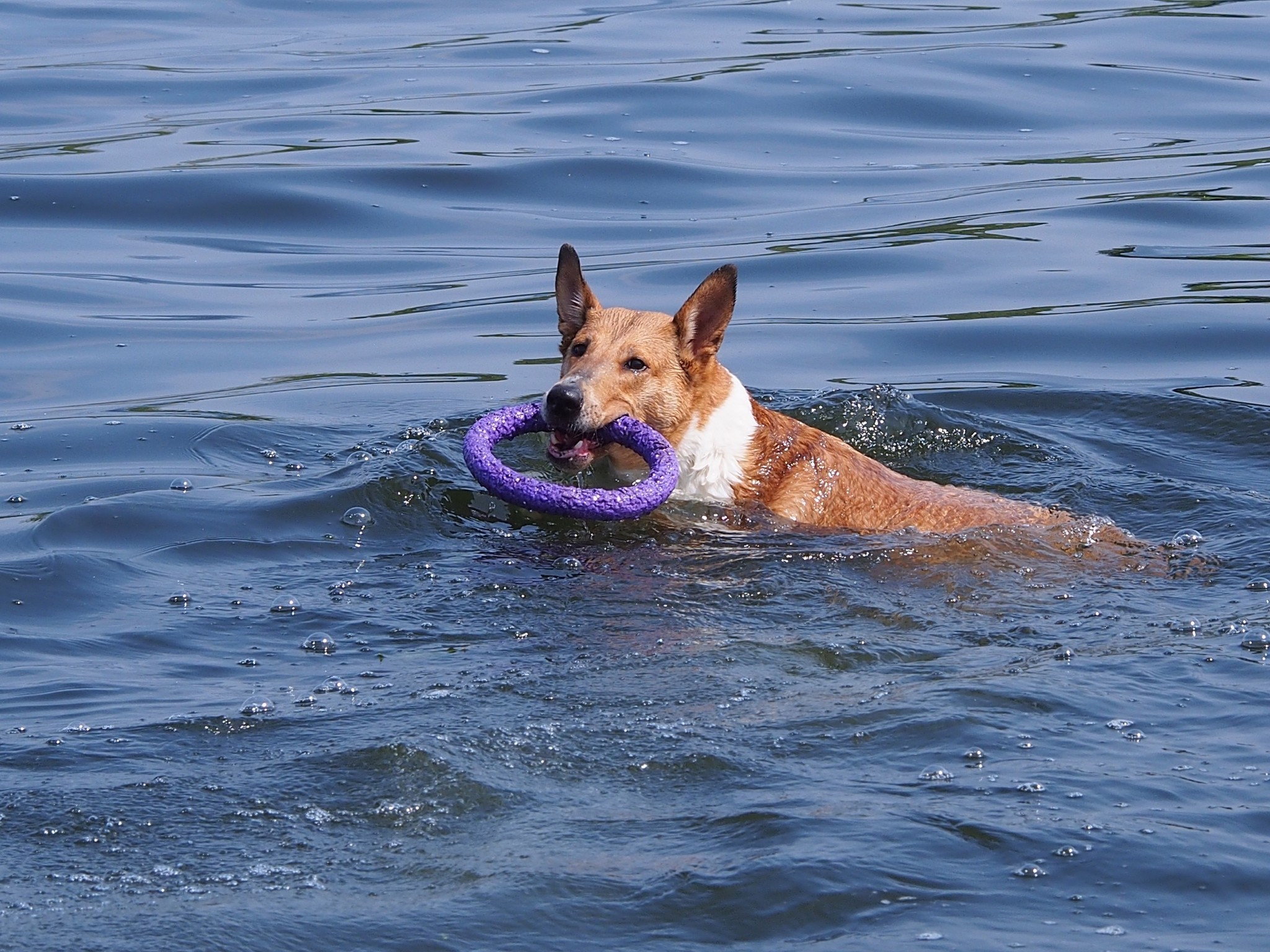 My dogs are Doberman and Collie - My, Doberman, Collie, Longpost, Dog