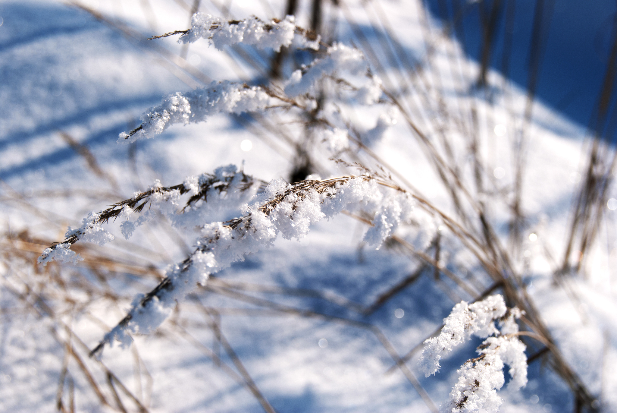 For those who never got snow - My, Winter, Snow, The photo