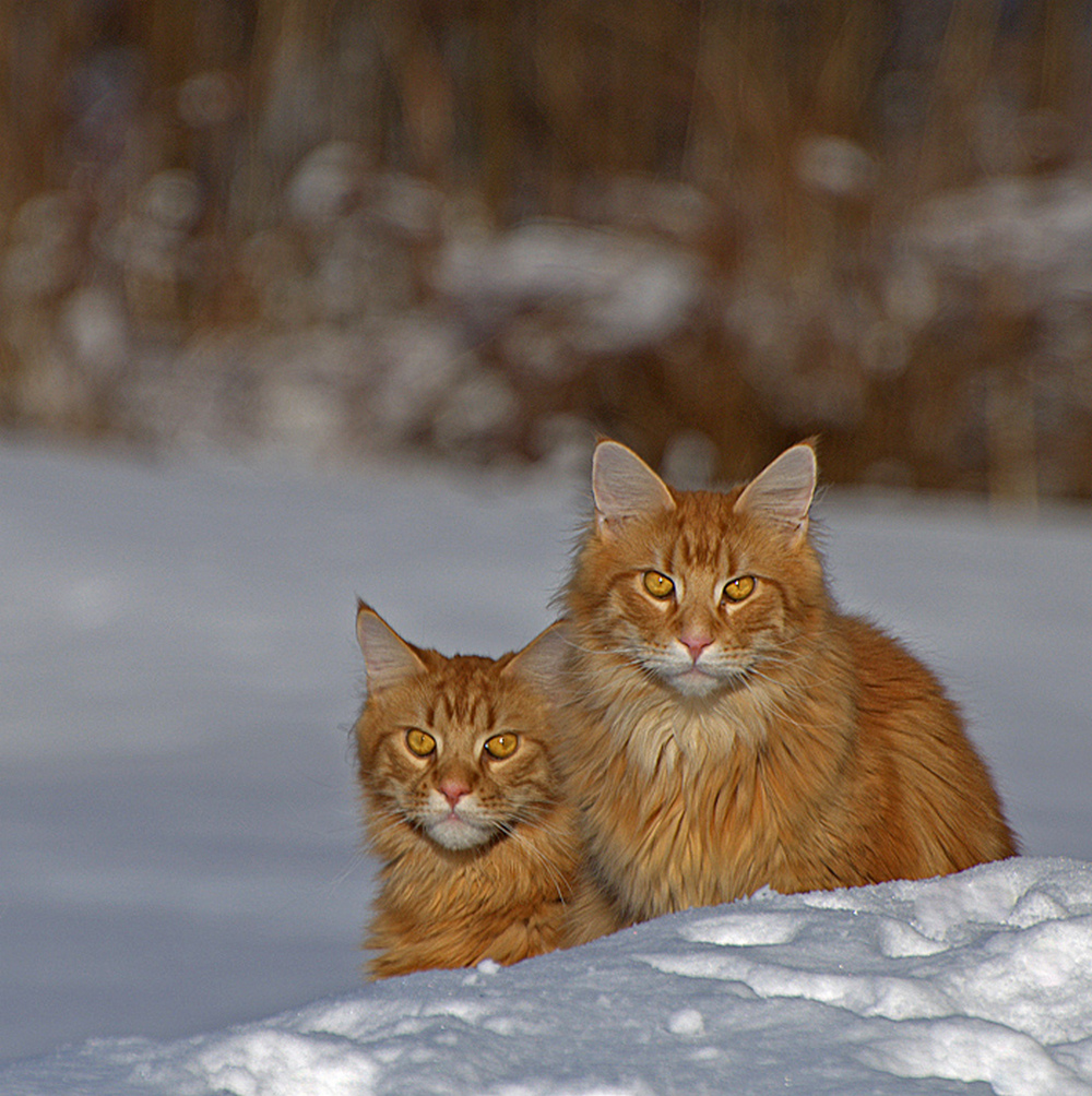 Union of redheads... - cat, Catomafia