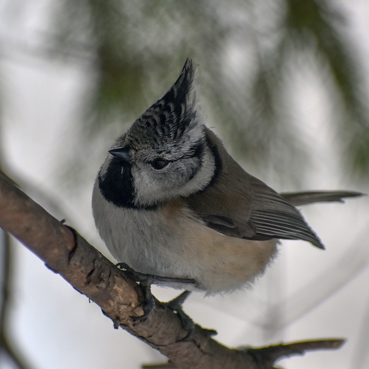 About tits - My, Ornithology, Birds, Tit, Schelkovo, Bird watching, Leisure, Nature, Moscow region, Longpost