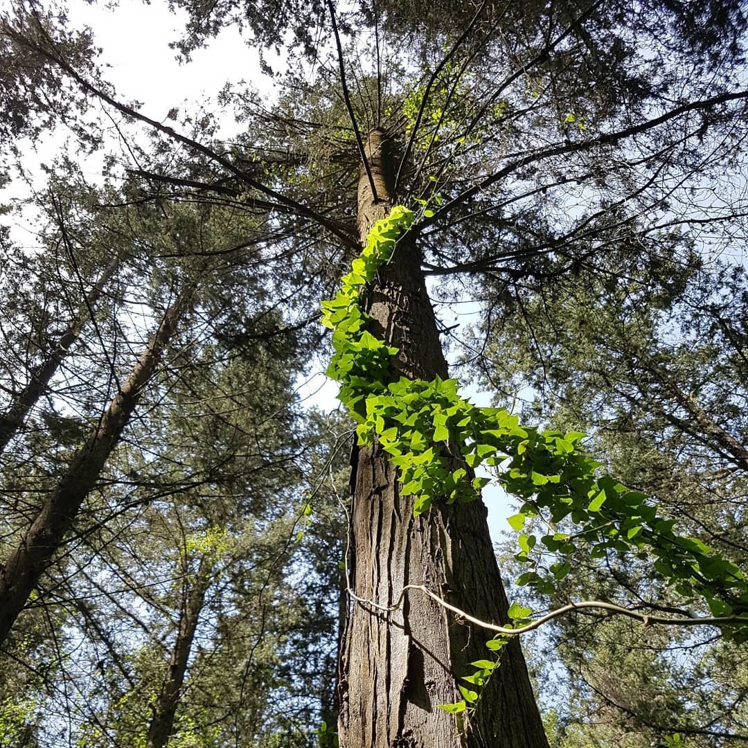 Upward movement - My, The photo, Mobile photography, Nature, beauty, Tree, Plants, Forest