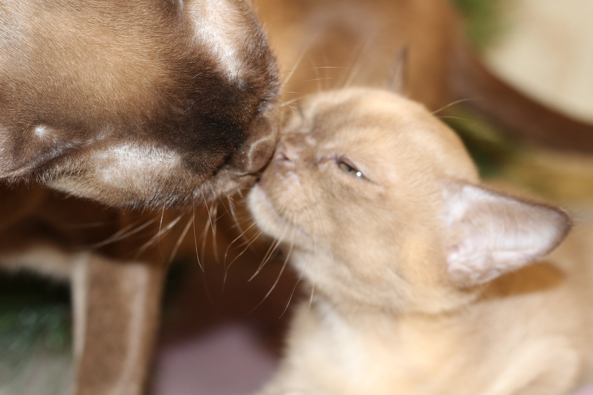 Burmyat - My, European Burma, Kittens, Longpost, cat