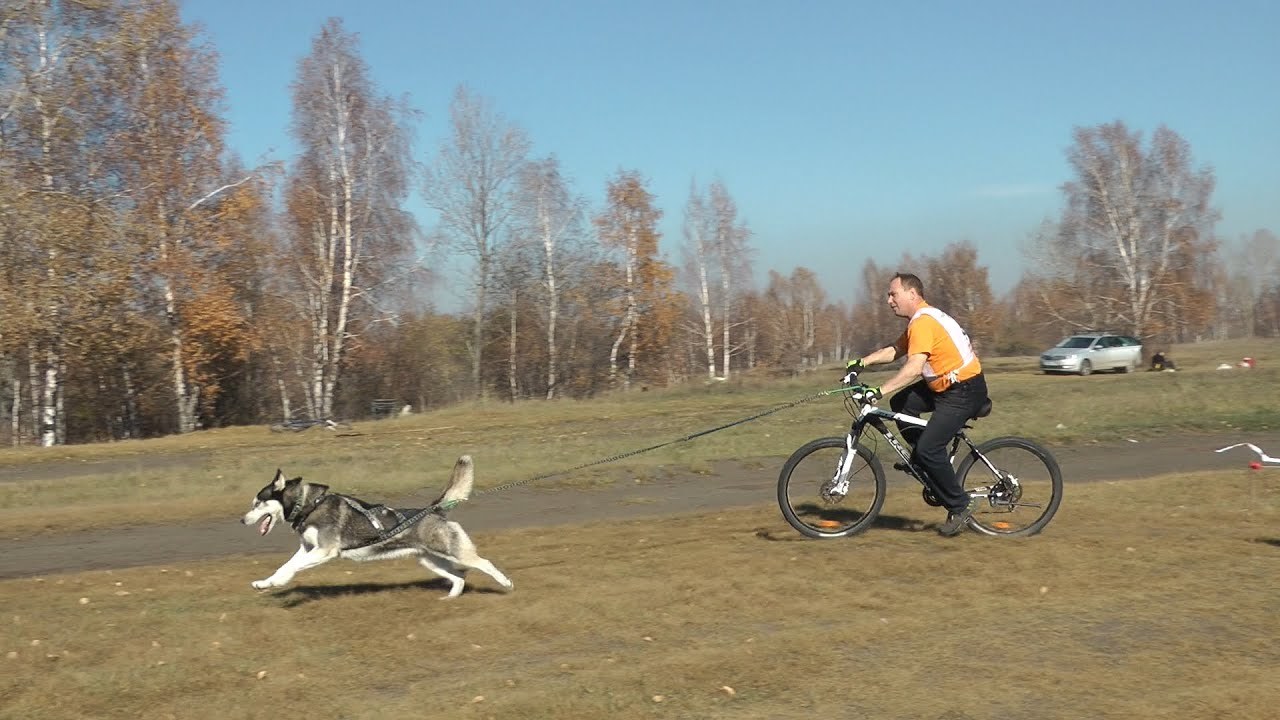 Sledding sport with a dog. Is everything as simple as it seems? - My, Dog, Alaskan Malamute, Riding sports, Sport, Cycling, Sled, Dog sled, Longpost