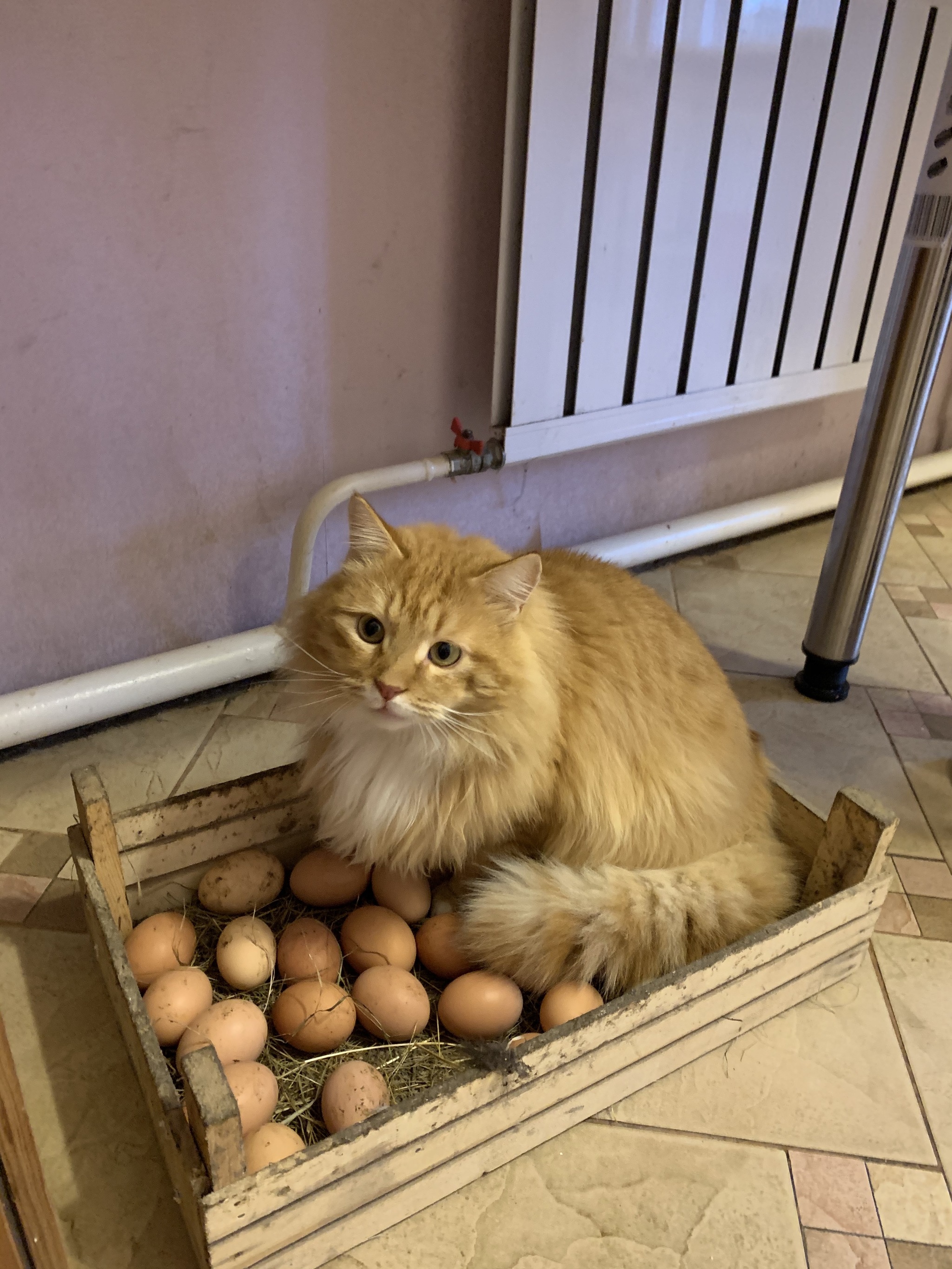Можно коту яйцо. Кошачьи яйца. Коты с яйцами. Коты с яичками.