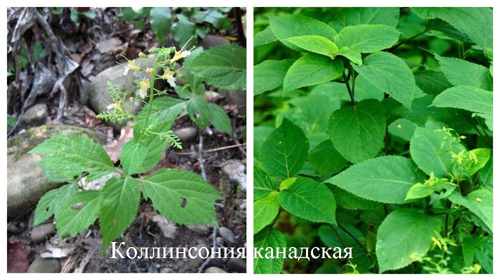 Collinsonia root. Коллинсония канадская трава. Корень коллинсония канадская. Коллинсония канадская фото. Каменный корень коллинсония канадская.