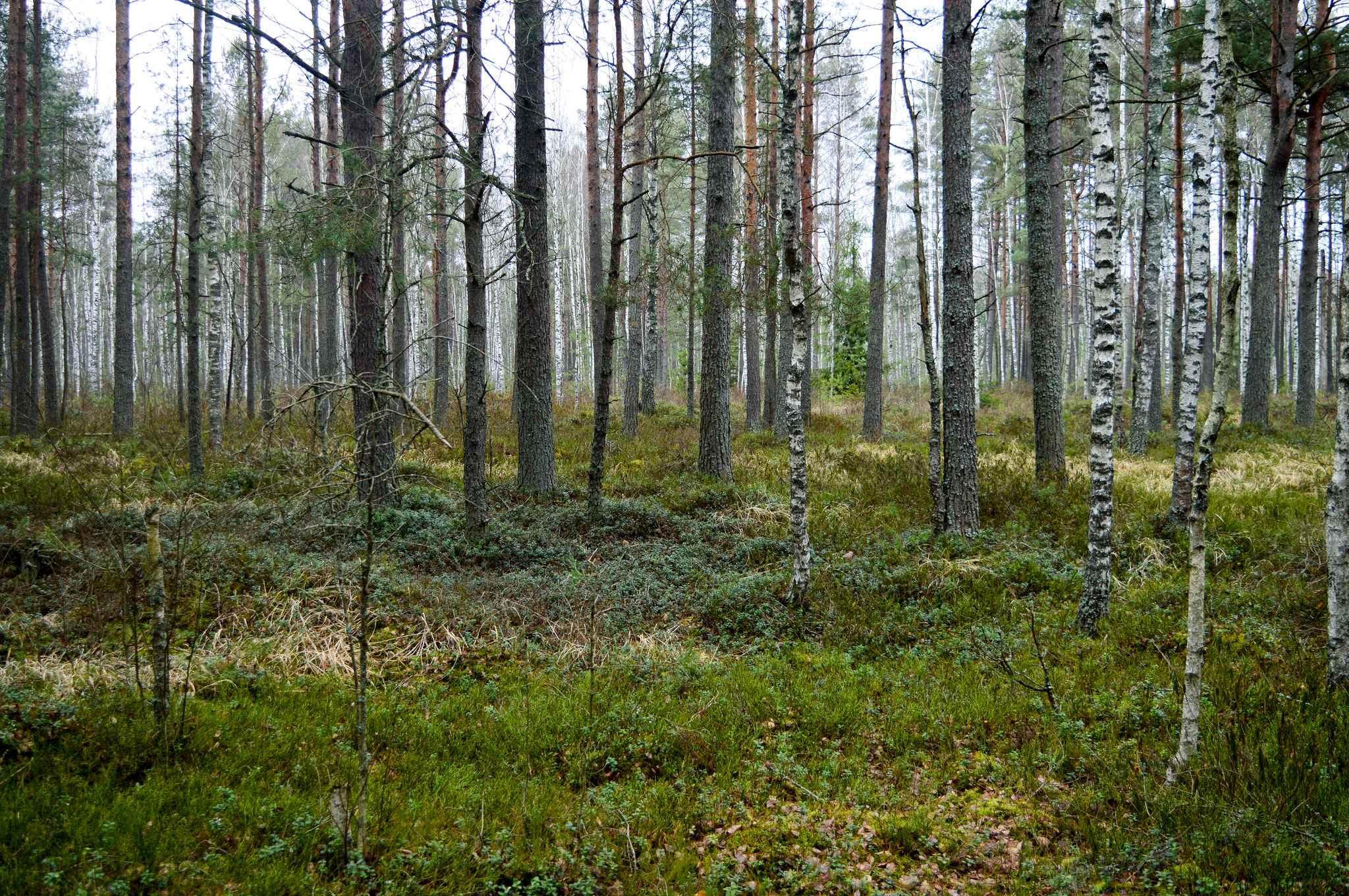 Nalibokskaya Pushcha. Belarus - My, Republic of Belarus, Travels, The photo, Longpost