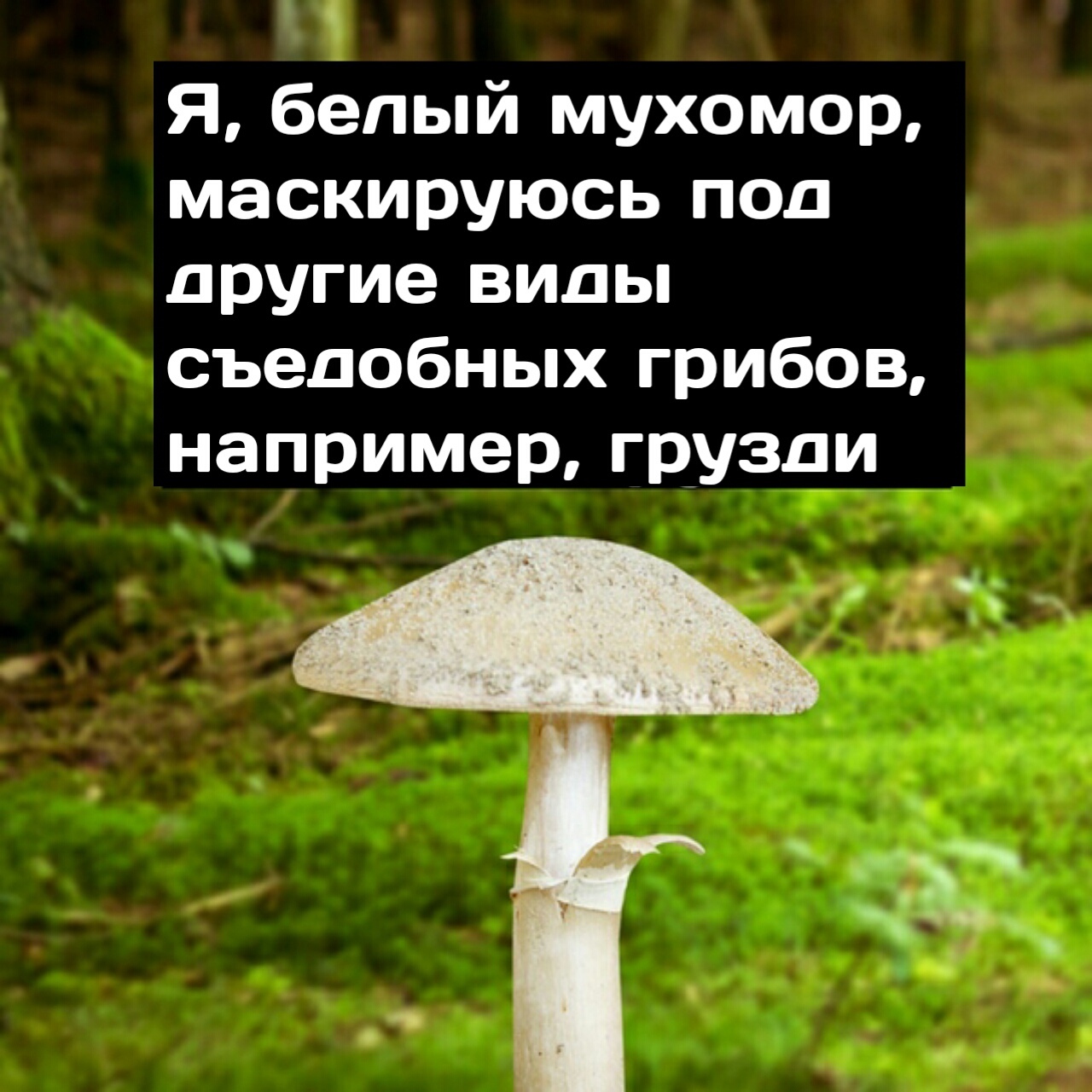 Эволюция ошиблась - Сингулярность комиксы, Комиксы, Длиннопост, Грибы