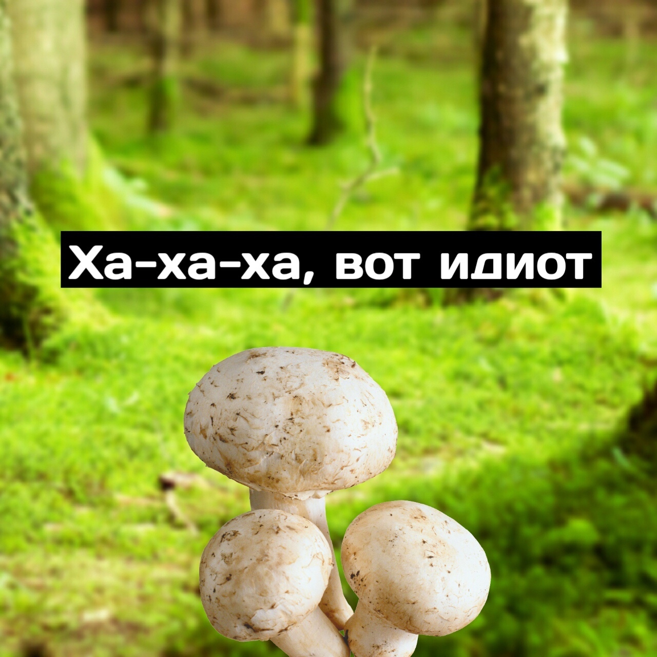 юмор про грибы картинки