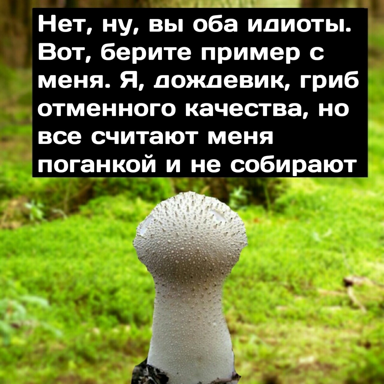 юмор про грибы картинки