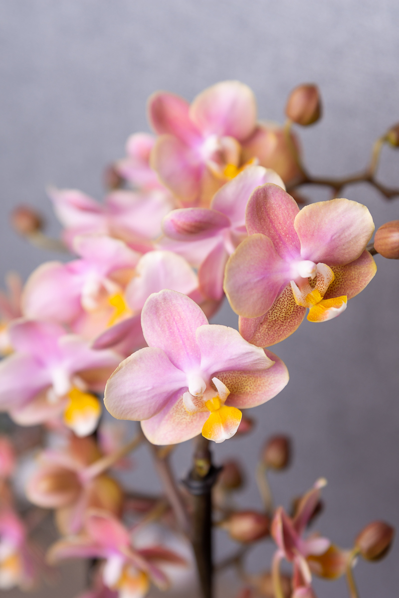 Flowers to try - My, Nikon d7200, Flowers, Nature, Tamron, Longpost