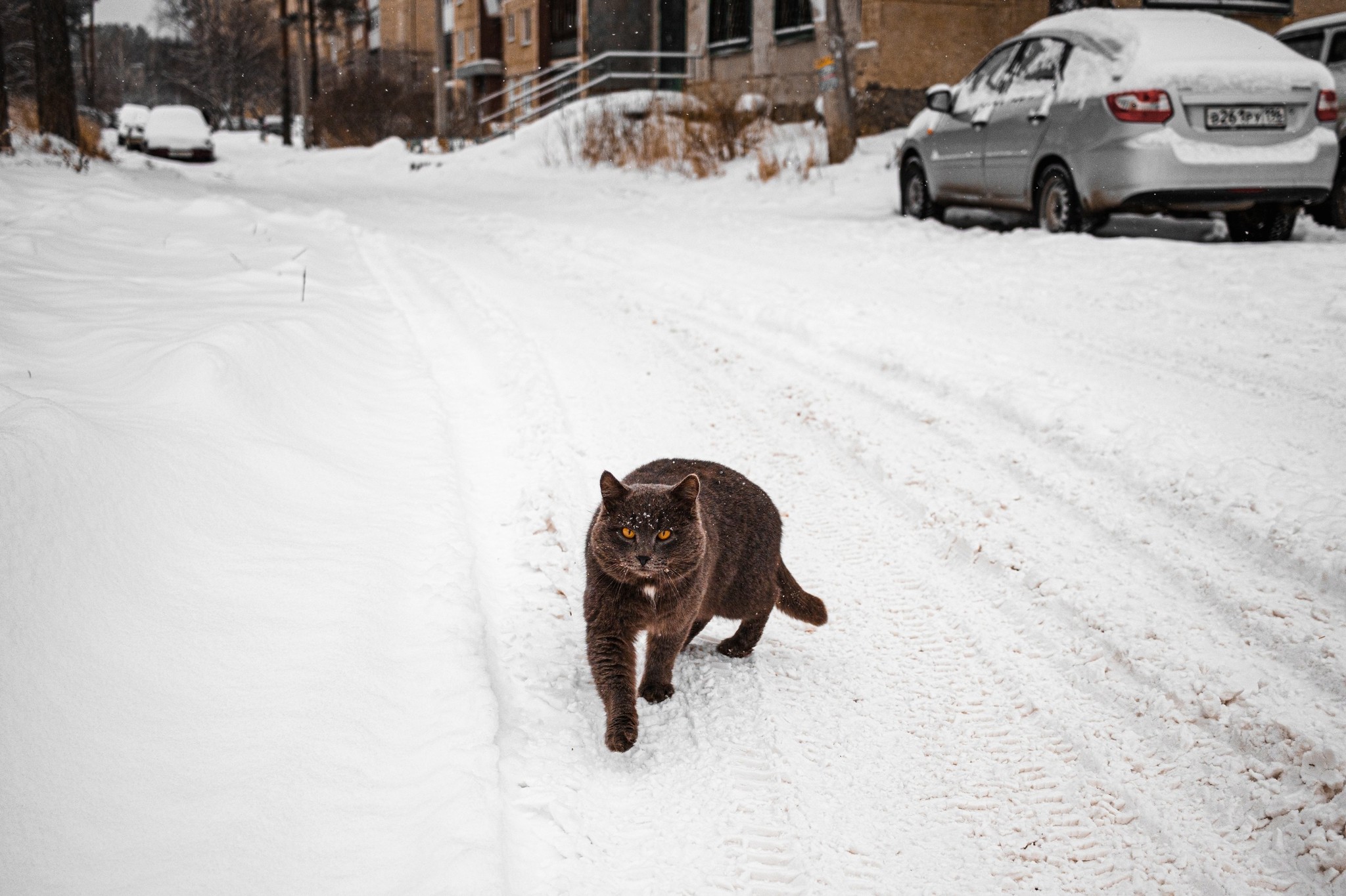 Residents of residential areas - Catomafia, cat, The street, Courtyard, Longpost