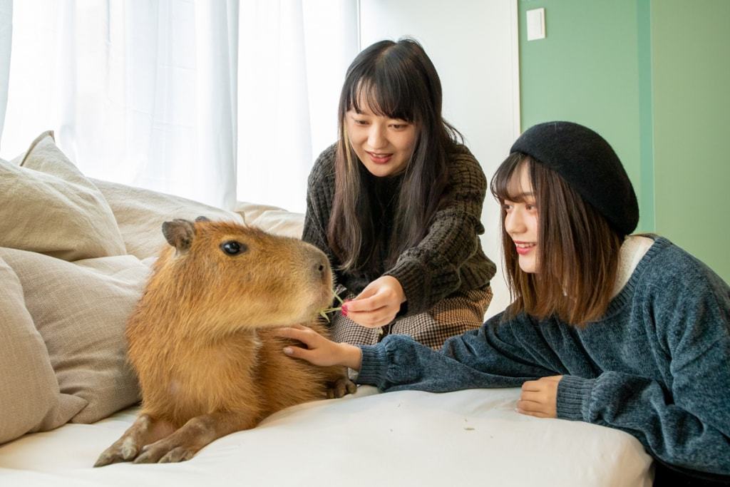 A cat cafe has opened in Tokyo, where cats live with a rodent. This is a capybara, and you can cuddle it too! - Capybara, cat, Cat cafe, Japan, Tokyo, Longpost