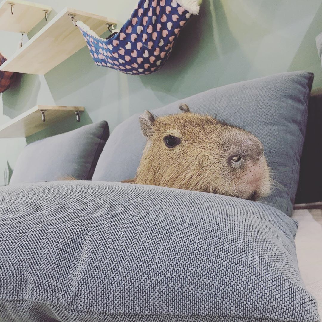 A cat cafe has opened in Tokyo, where cats live with a rodent. This is a capybara, and you can cuddle it too! - Capybara, cat, Cat cafe, Japan, Tokyo, Longpost