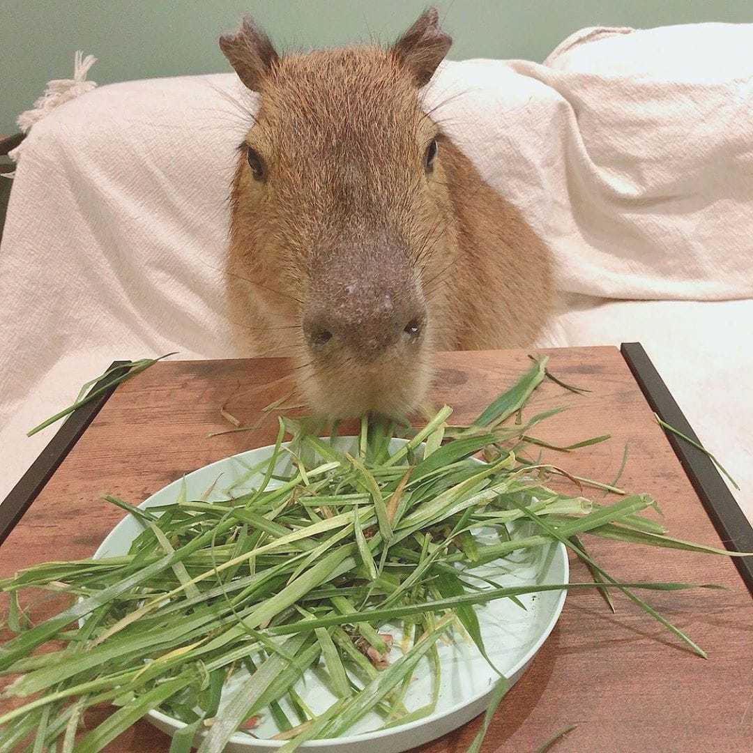 A cat cafe has opened in Tokyo, where cats live with a rodent. This is a capybara, and you can cuddle it too! - Capybara, cat, Cat cafe, Japan, Tokyo, Longpost