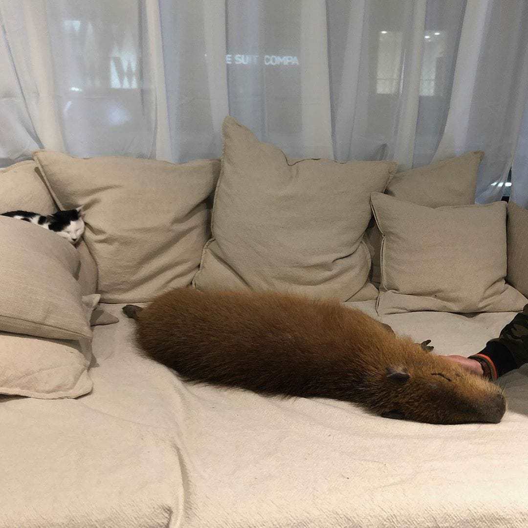 A cat cafe has opened in Tokyo, where cats live with a rodent. This is a capybara, and you can cuddle it too! - Capybara, cat, Cat cafe, Japan, Tokyo, Longpost