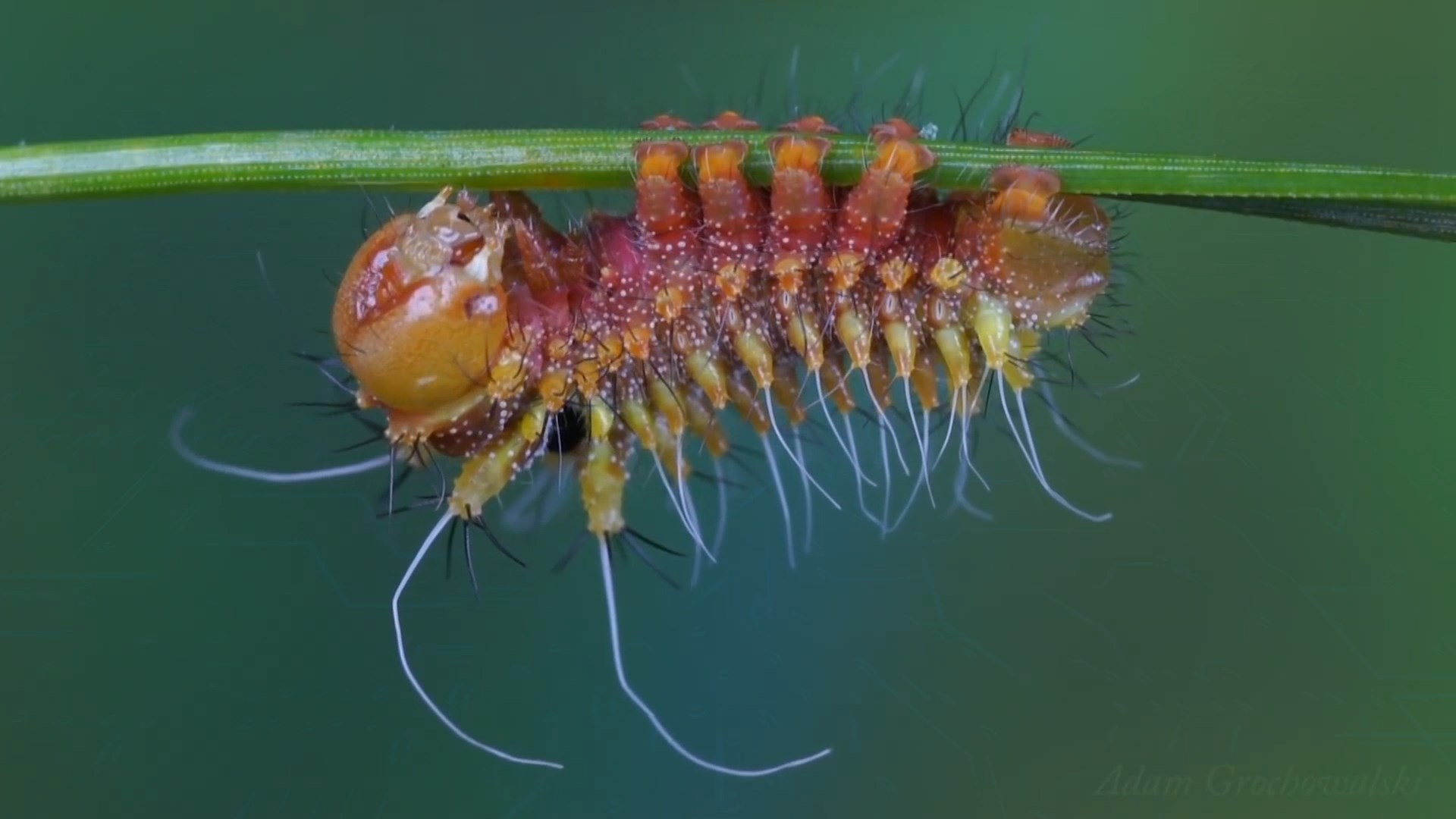 Giant butterfly Actias Dubernardi. Full cycle of life - My, Insects, Life cycle, Butterfly, Caterpillar, Metamorphosis, Video, Longpost