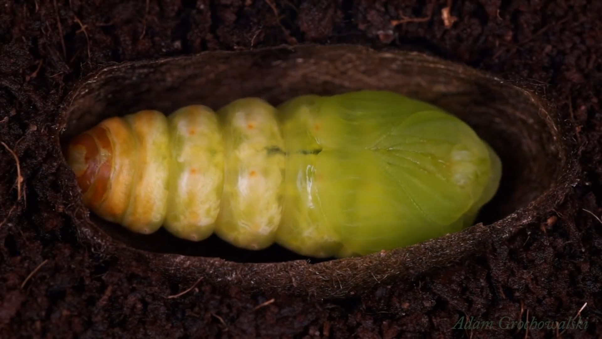 Giant butterfly Actias Dubernardi. Full cycle of life - My, Insects, Life cycle, Butterfly, Caterpillar, Metamorphosis, Video, Longpost