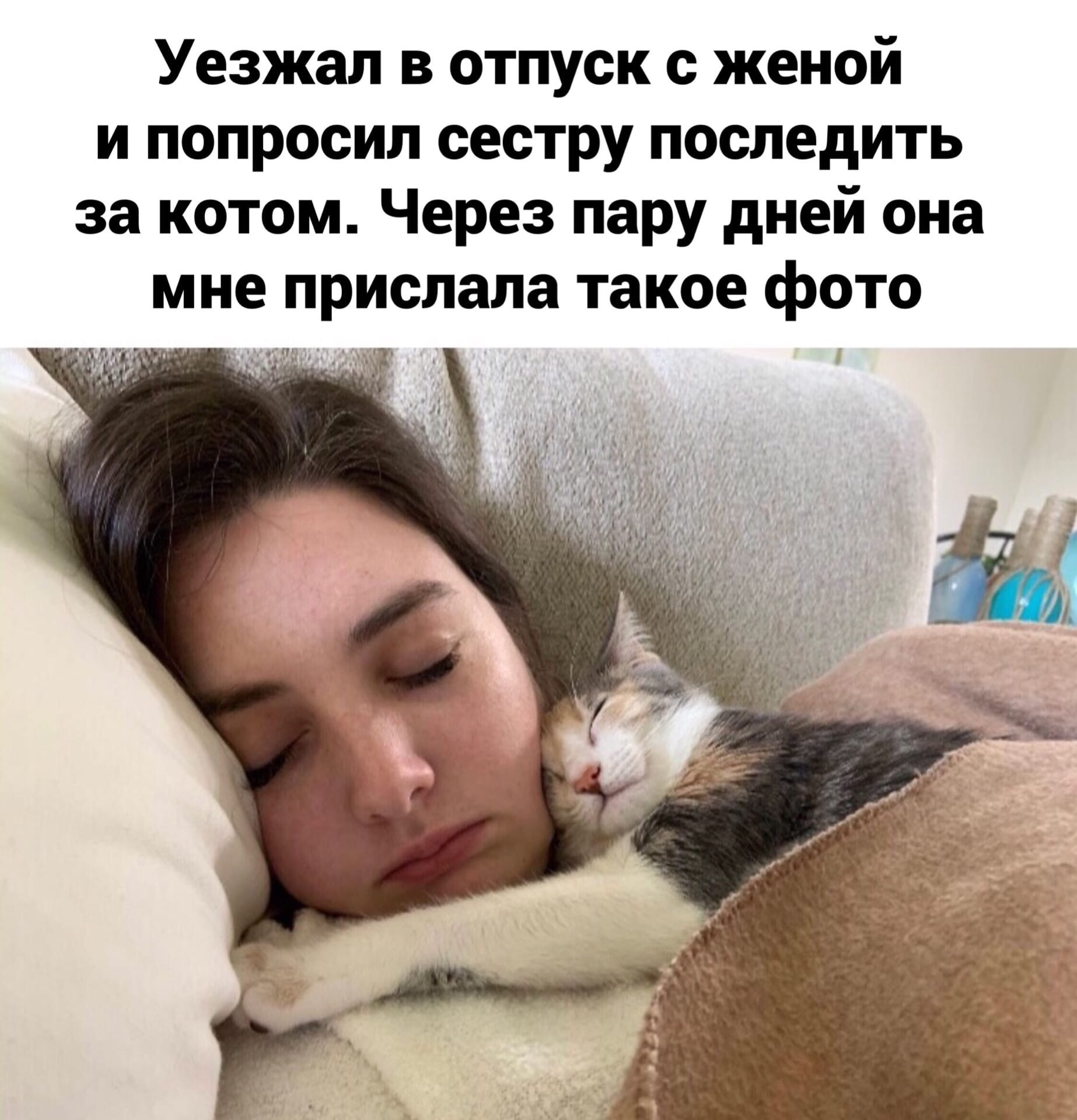 Подружились - Кот, Котомафия, Милота