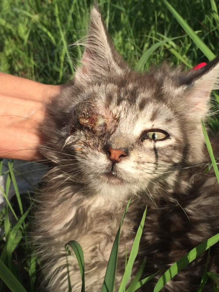 Before and after. Our one-eyed Tosha, who was found in a box wrapped in tape - My, cat, Animal Rescue, Longpost, Video