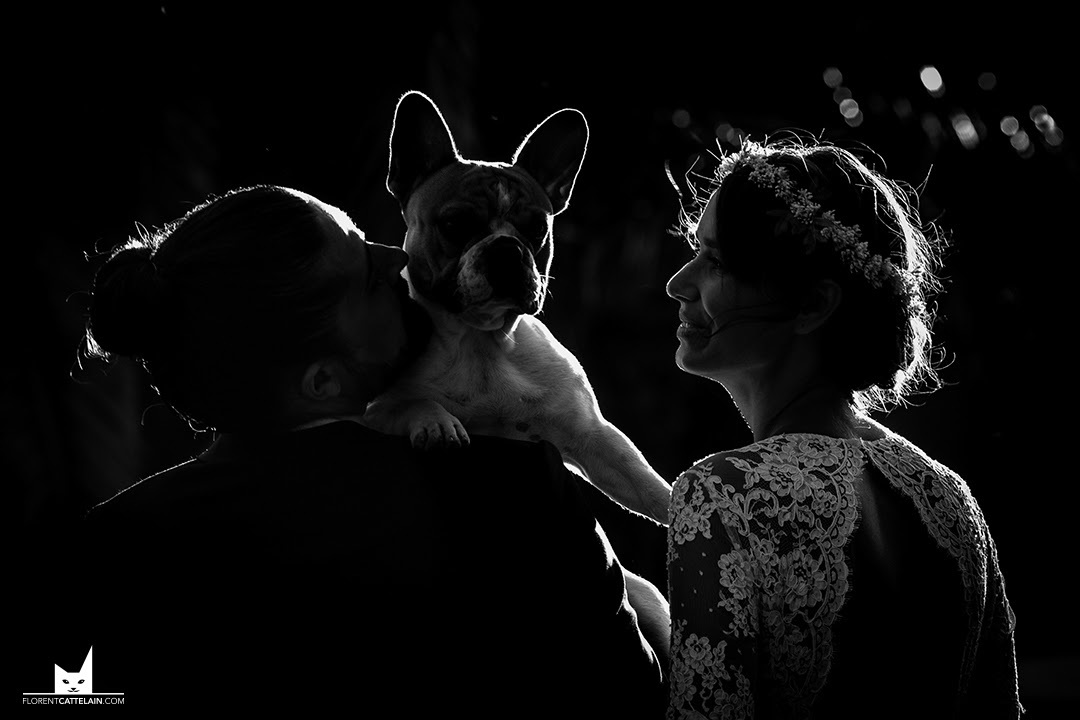 In my opinion, these photos from wedding photo shoots are the best. - Dog, Wedding, PHOTOSESSION, The photo, Groom, Bride, Photobomb, Milota, Longpost