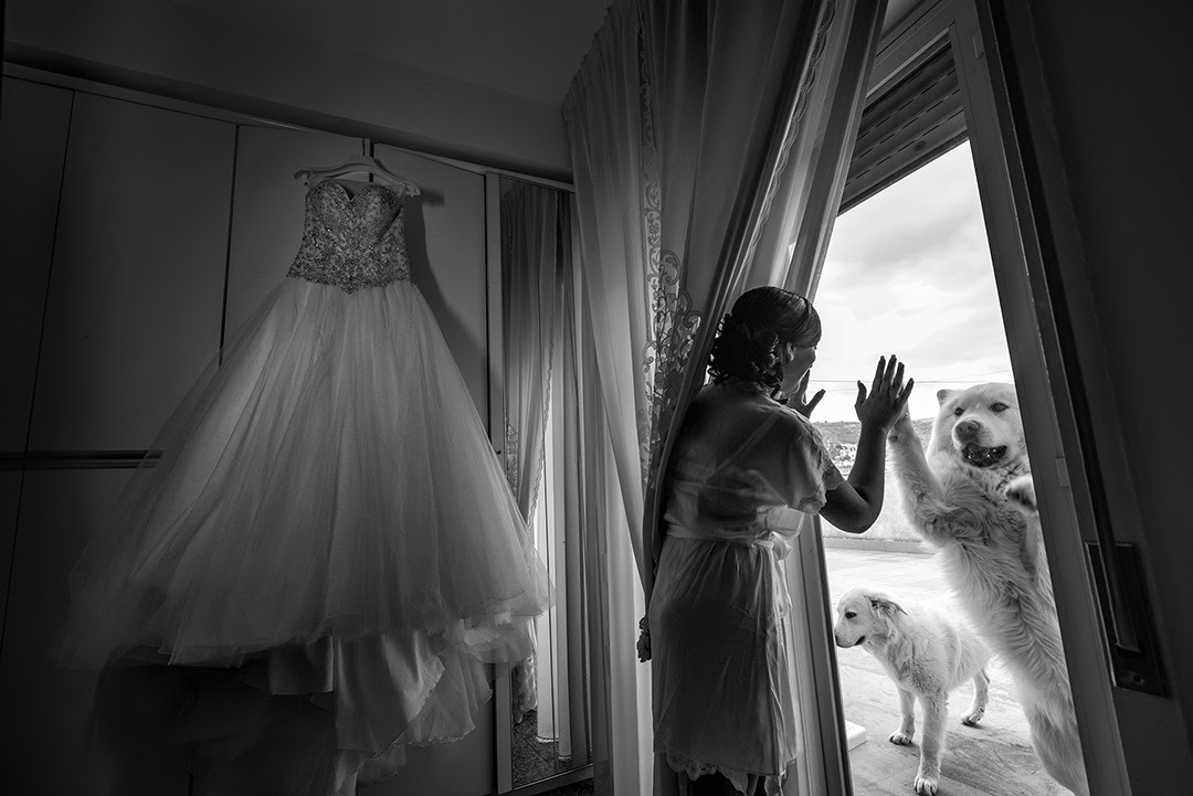 In my opinion, these photos from wedding photo shoots are the best. - Dog, Wedding, PHOTOSESSION, The photo, Groom, Bride, Photobomb, Milota, Longpost