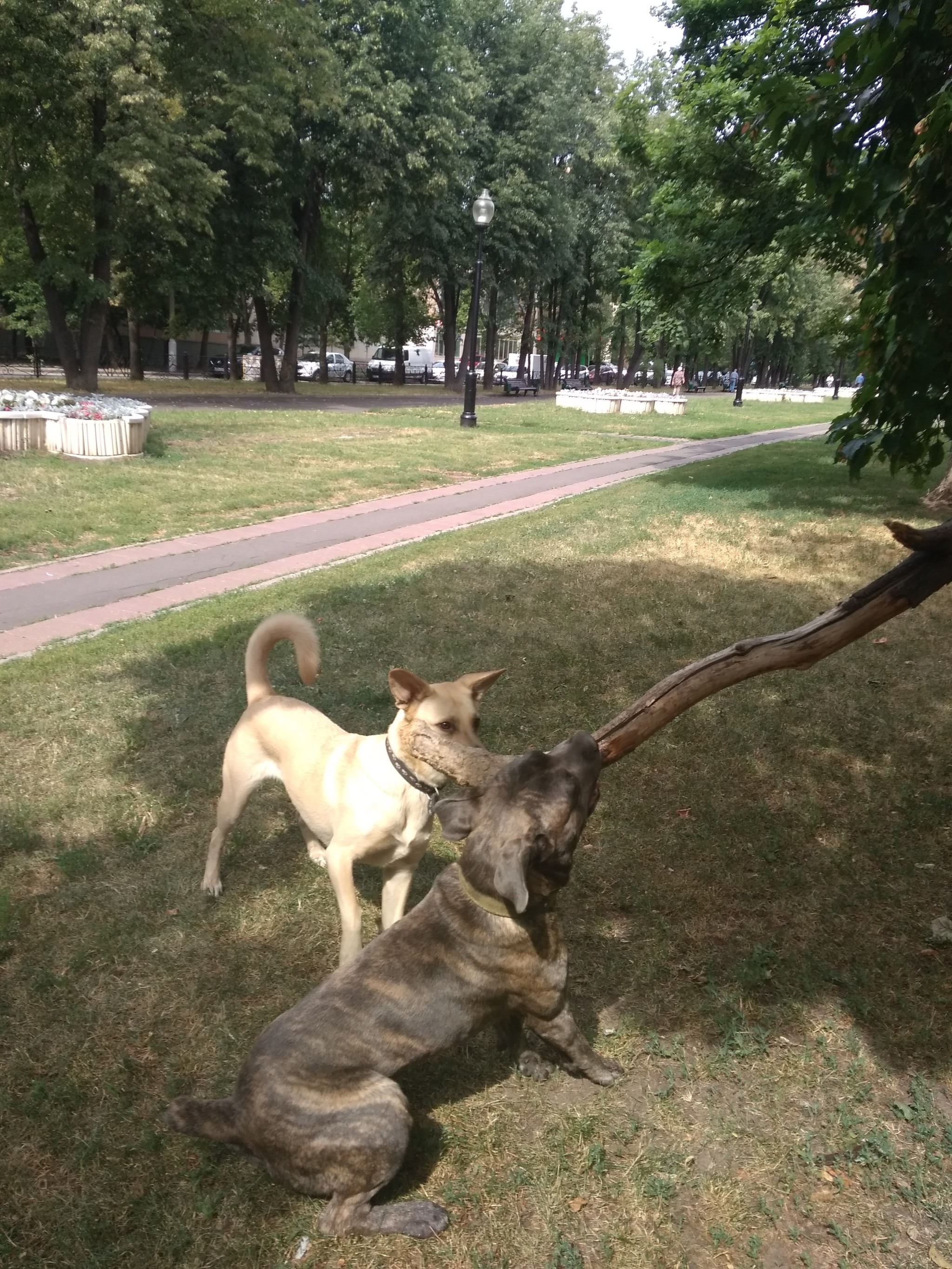 Палочка | Пикабу