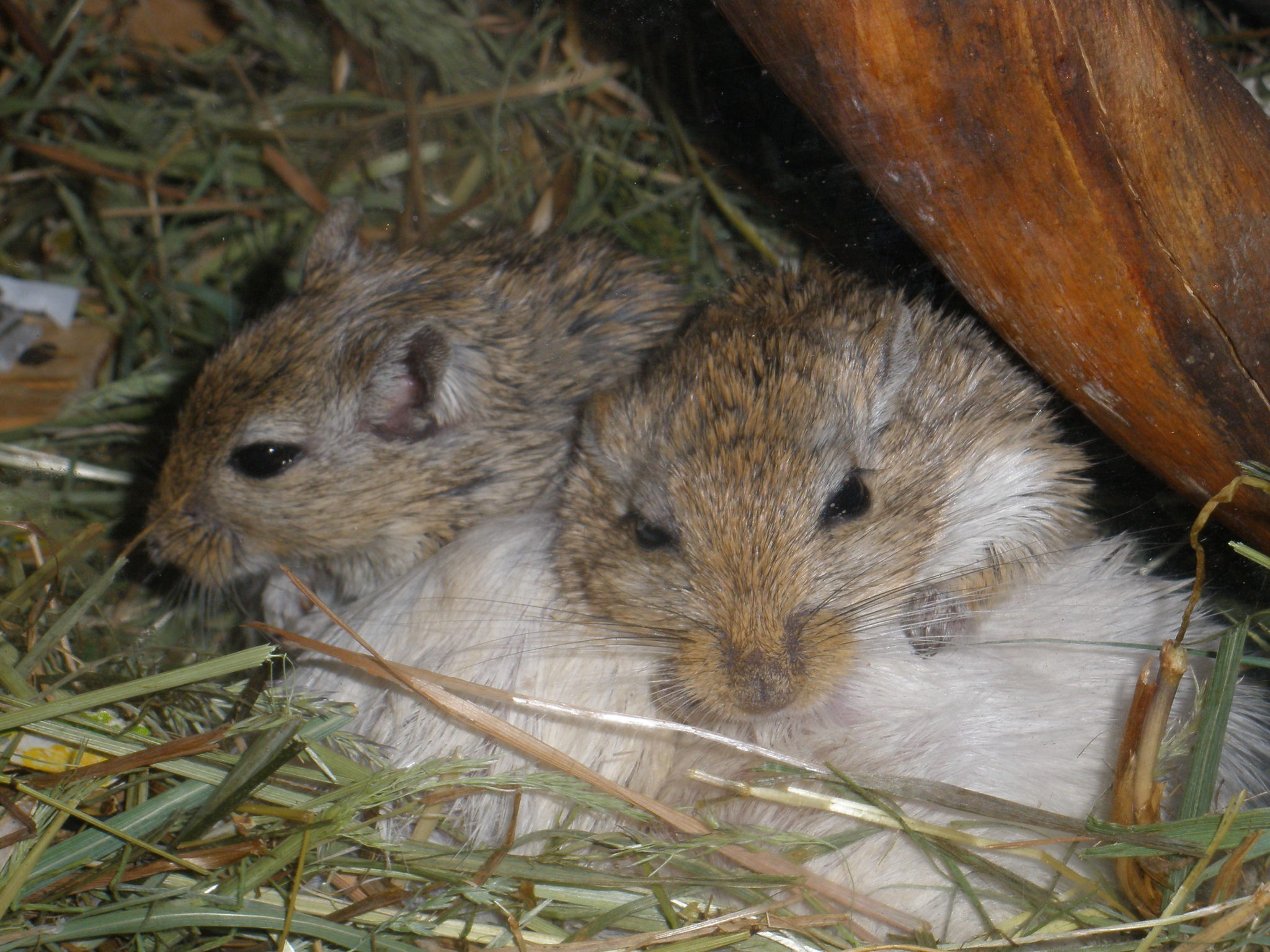 Gerbils - My, Gerbil, Rodents, Mouse, Rat, Longpost, Animals