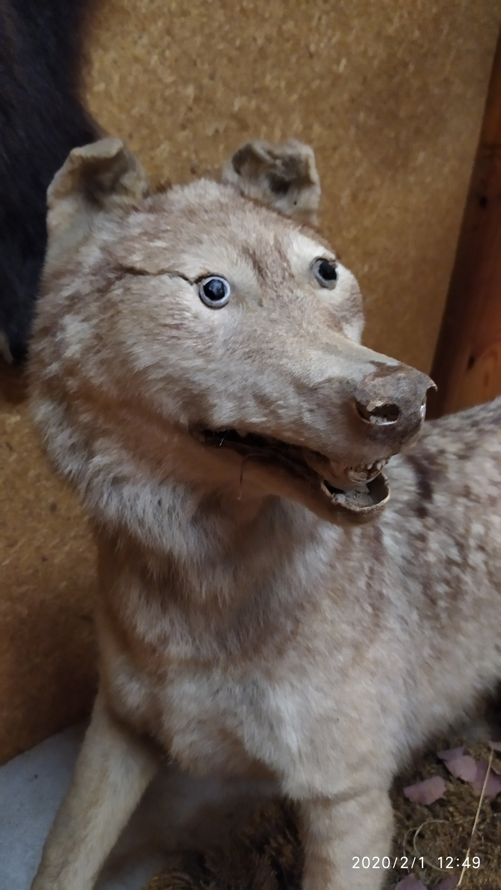 Brother of the stoned fox - My, Taxidermy, Stoned fox, Scarecrow, Longpost