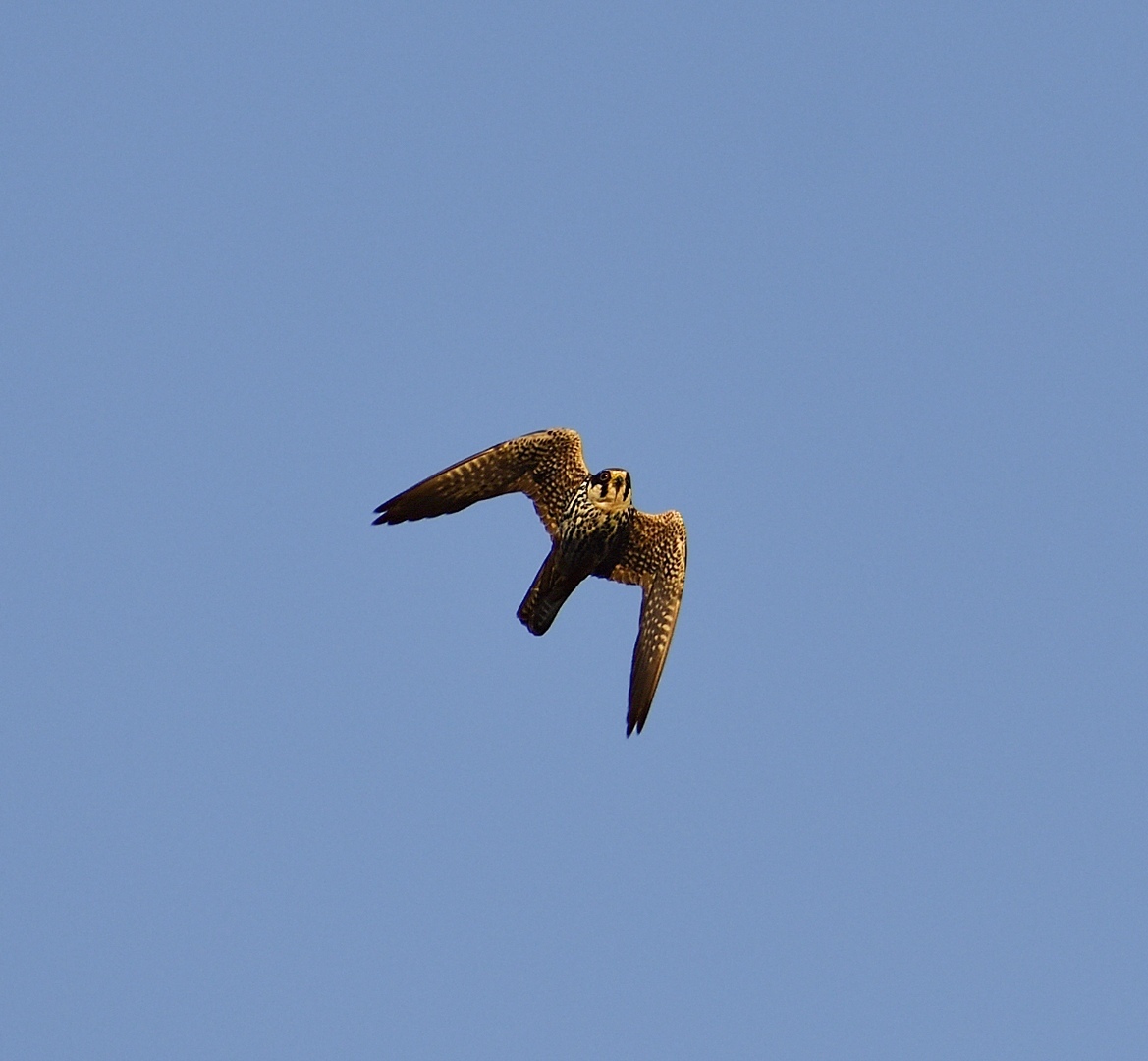 Who can you meet on the banks of the Klyazma in Shchelkovo? Part two - My, Ornithology, Birds, Animals, Schelkovo, Nature, River, Klyazma, Photo hunting, Longpost