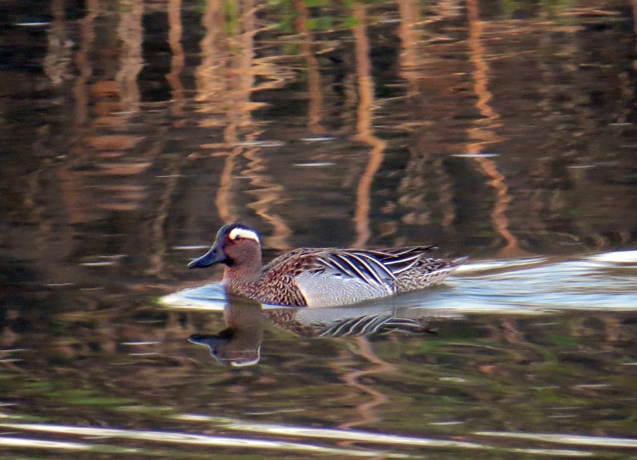 Who can you meet on the banks of the Klyazma in Shchelkovo? Part two - My, Ornithology, Birds, Animals, Schelkovo, Nature, River, Klyazma, Photo hunting, Longpost