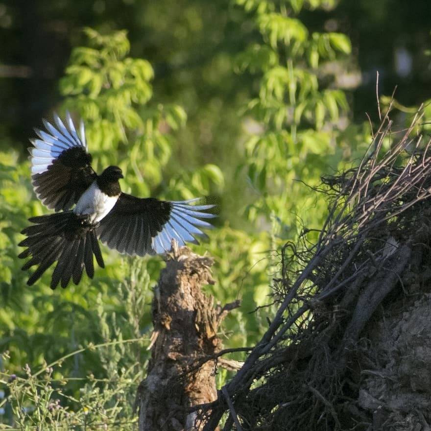 Who can you meet on the banks of the Klyazma in Shchelkovo? Part two - My, Ornithology, Birds, Animals, Schelkovo, Nature, River, Klyazma, Photo hunting, Longpost