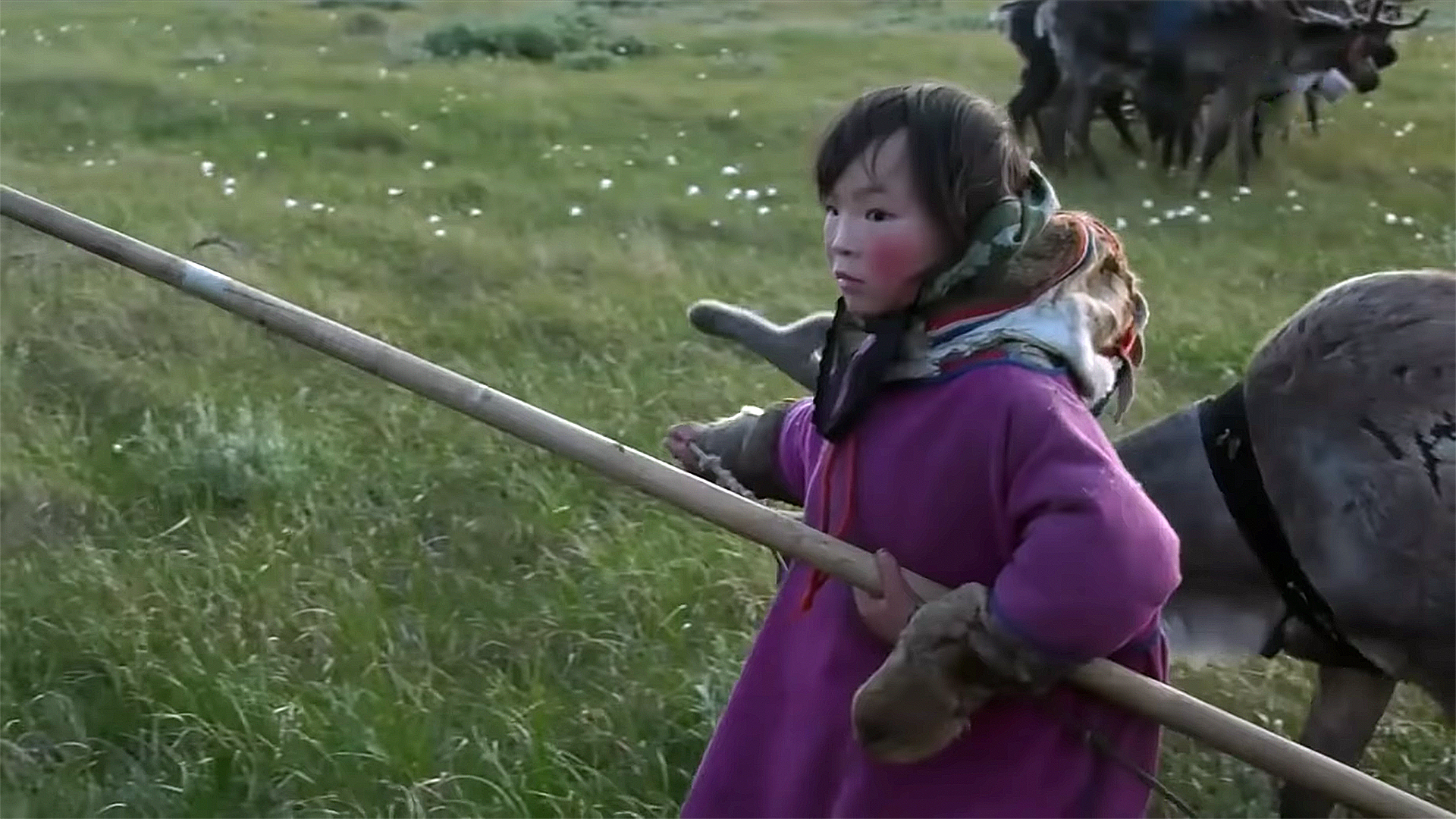 NEDARMA - the path, the roads of the Khudi family - Yamal, Deer, Reindeer herder, Nenets, Pasture, Nomads, Tundra, Arctic, Video, Longpost