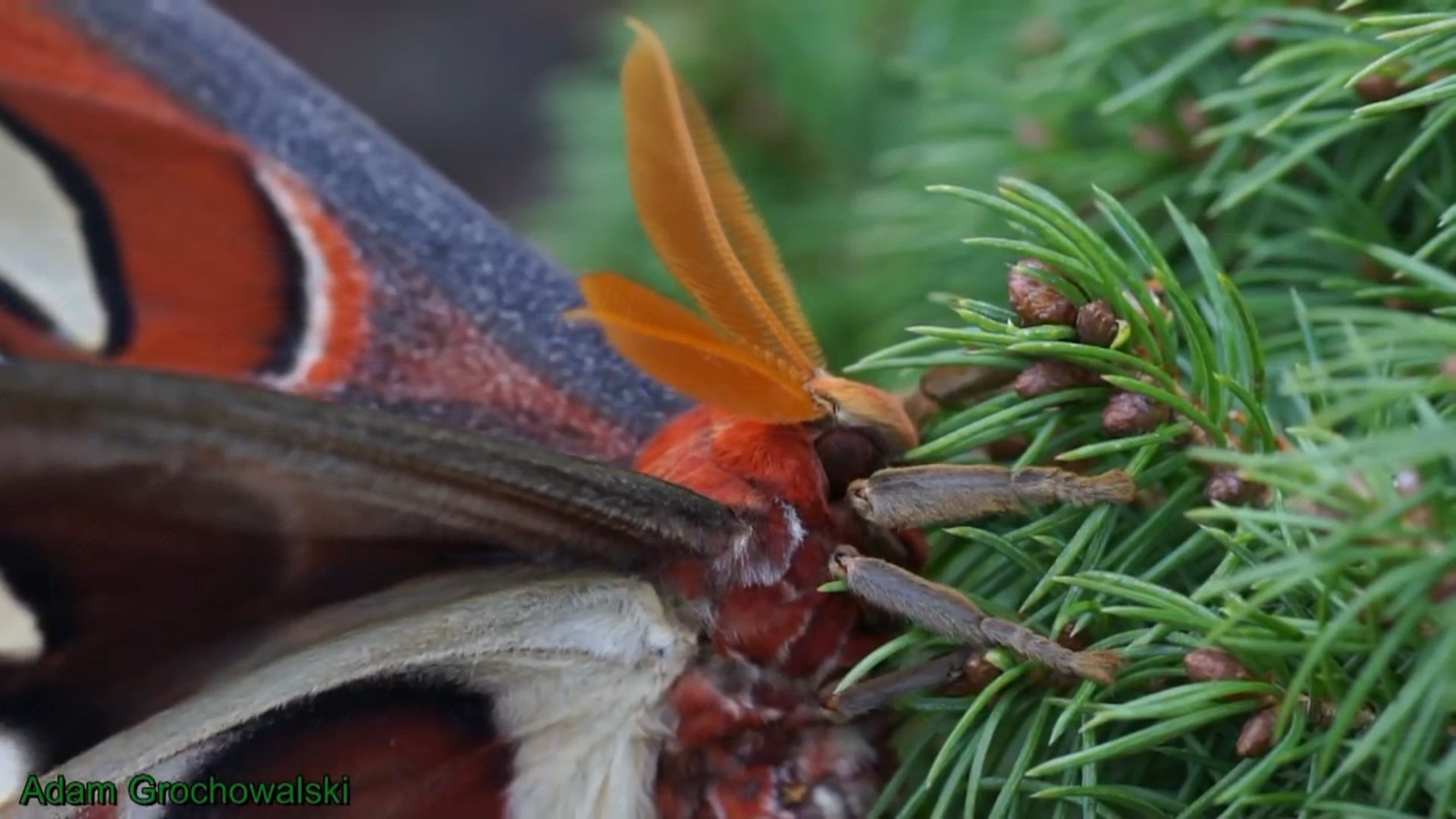 Full life cycle of the Peacock-eye Atlas - Butterfly, Insects, Life cycle, Metamorphosis, Caterpillar, Video, Longpost