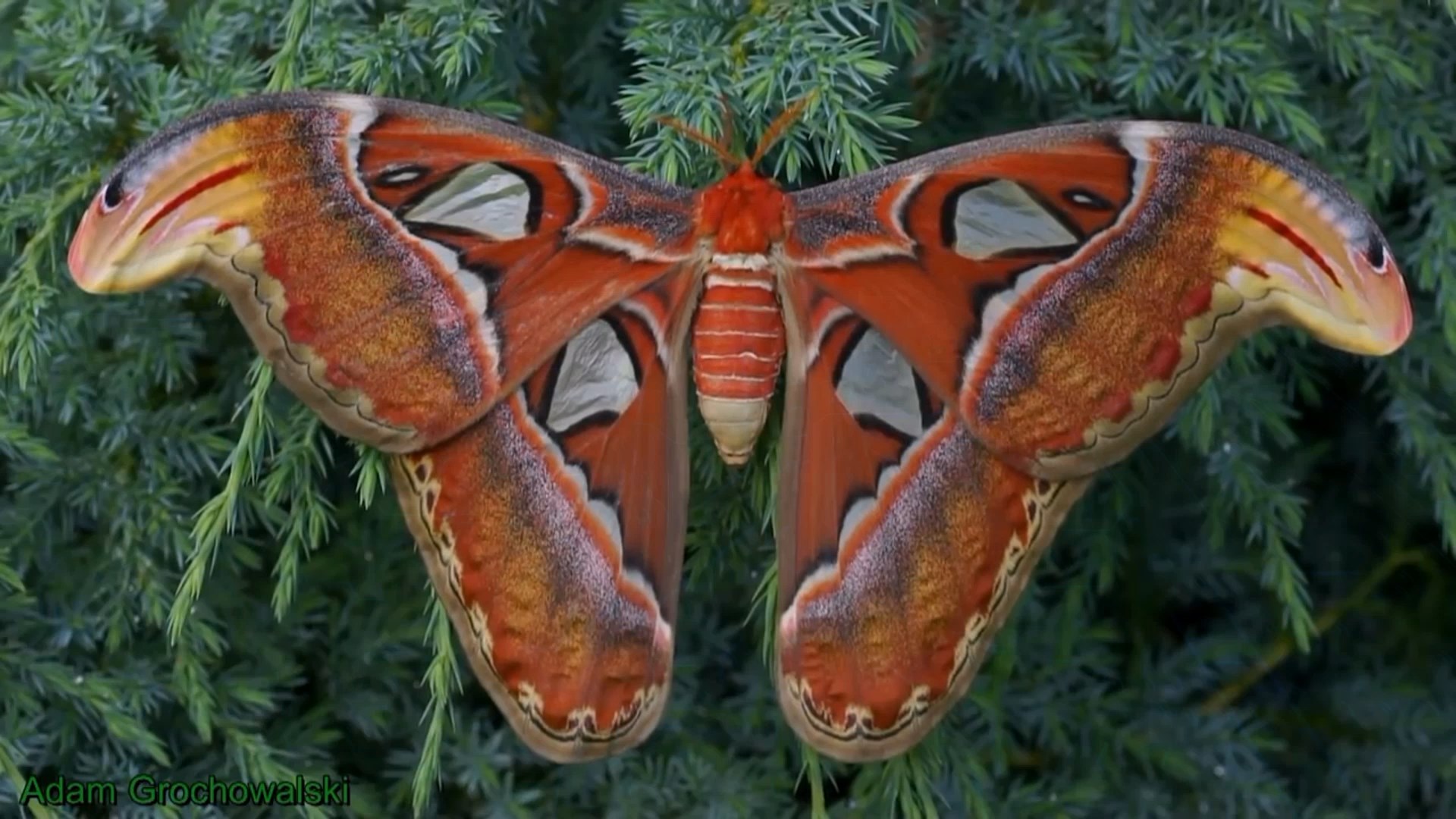 Full life cycle of the Peacock-eye Atlas - Butterfly, Insects, Life cycle, Metamorphosis, Caterpillar, Video, Longpost