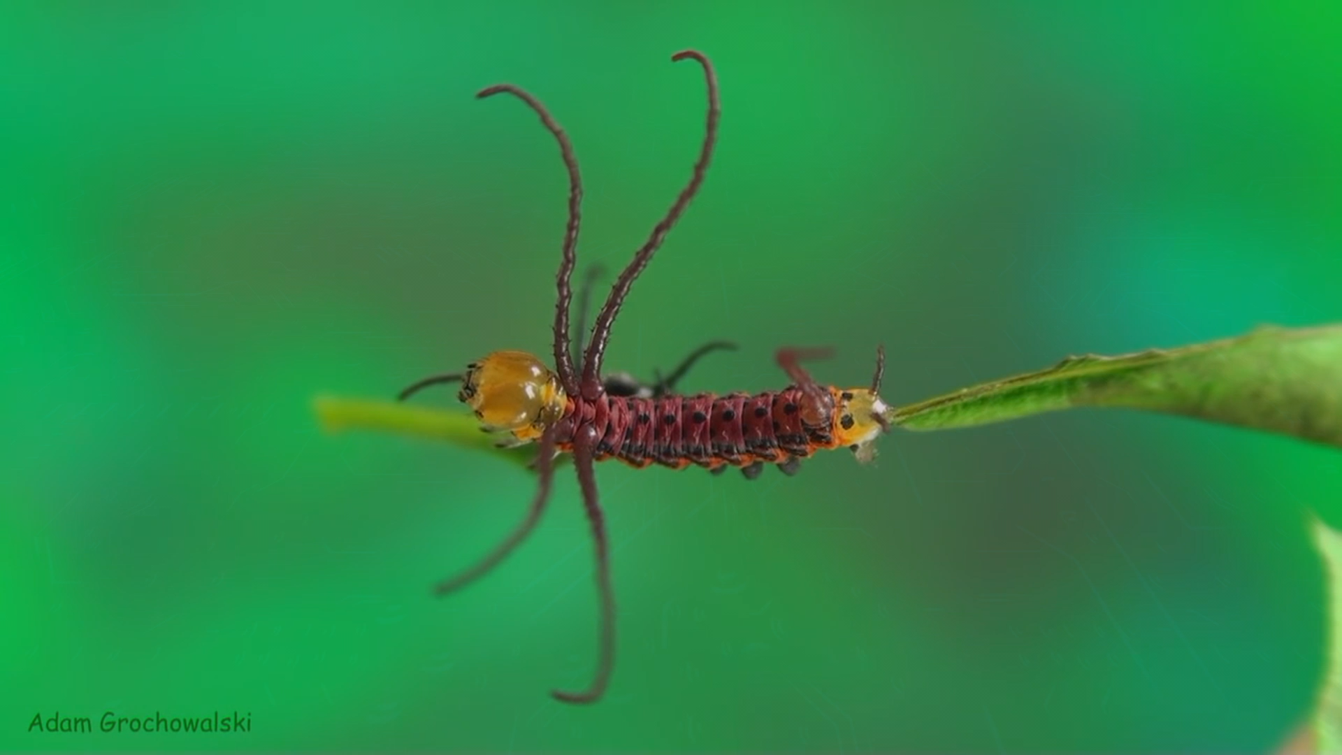 Full life cycle of Far Eastern Bramea - Butterfly, Caterpillar, Life cycle, Metamorphosis, Insects, Video, Longpost