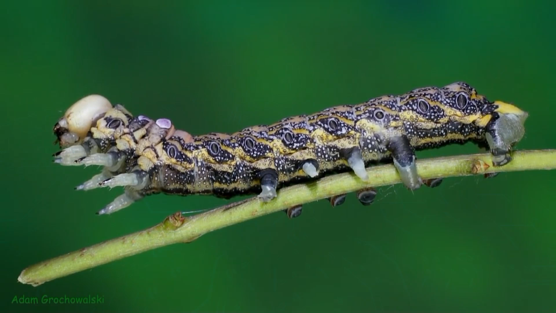 Full life cycle of Far Eastern Bramea - Butterfly, Caterpillar, Life cycle, Metamorphosis, Insects, Video, Longpost