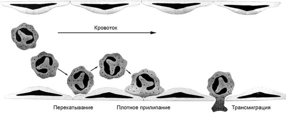 Наши внутренние войска: Его Величество Воспаление - Моё, Иммунология, Иммунитет, Биология, Длиннопост