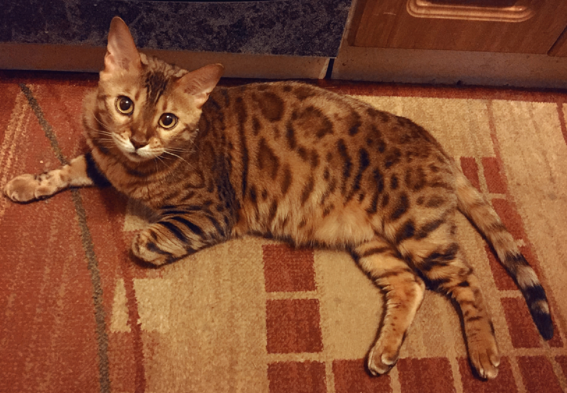 Bengal Ricci needs a family! - My, cat, Kindness, Moscow, Help, In good hands, Homeless animals, No rating, Longpost