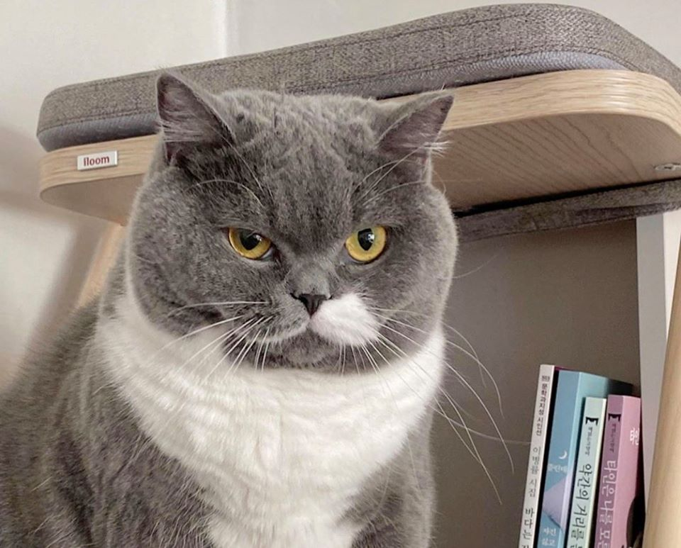 Oh, your mustache has come unglued - cat, Tag for beauty, British Shorthair