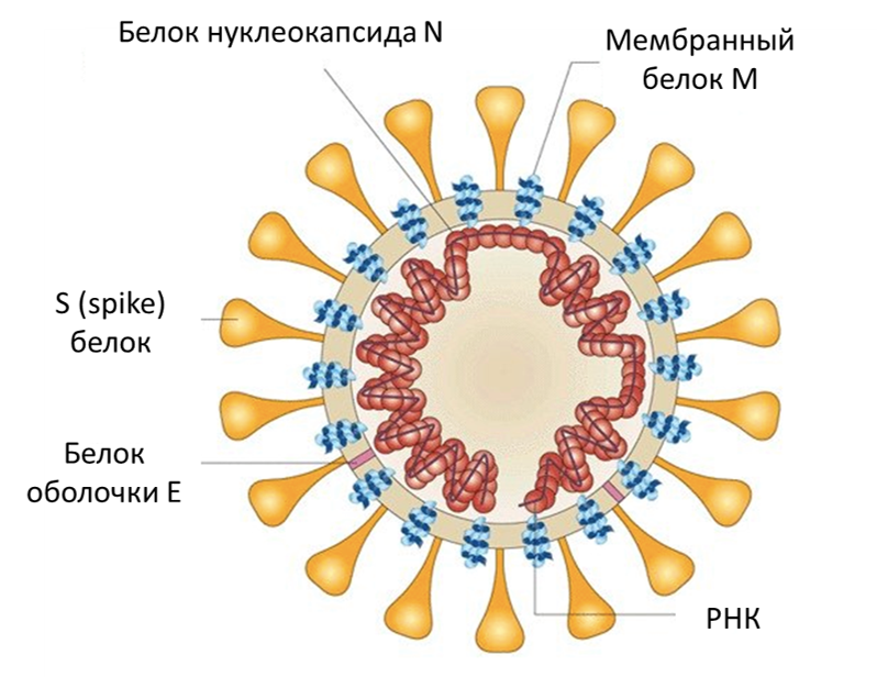 Reminder about coronavirus - Coronavirus, Memo, Information, Text, Longpost