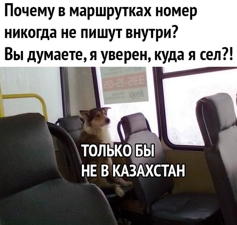 Zhiza - Bus, Stress, Stop, Picture with text, Dog