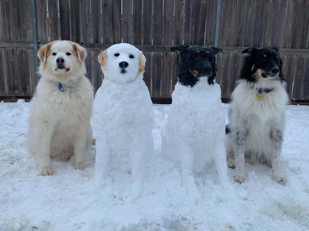 It’s hard to call it a look-alike competition, but I like the idea - Dog, snowman, Doubles, Milota, Similarity, From the network