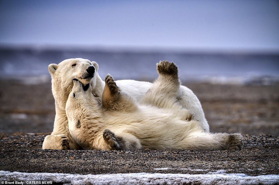 Polar bear cub plays with mom - The Bears, Polar bear, Milota, Longpost, Animals